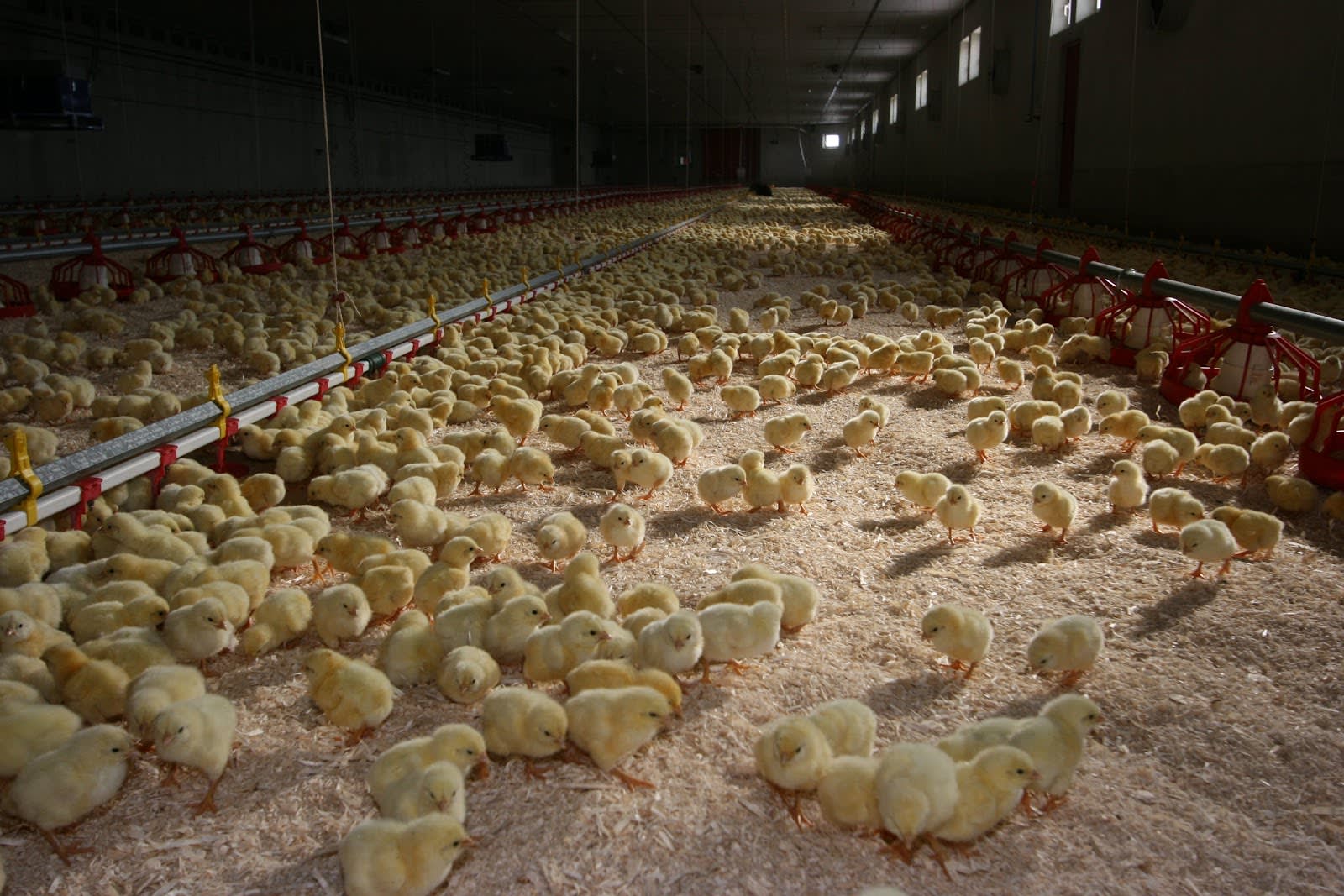 Chicks being raised in an intensive farm
