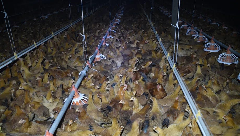 Things are now slightly better than this in some places! Source: https://www.vox.com/future-perfect/23724740/tyson-chicken-free-range-humanewashing-investigation-animal-cruelty