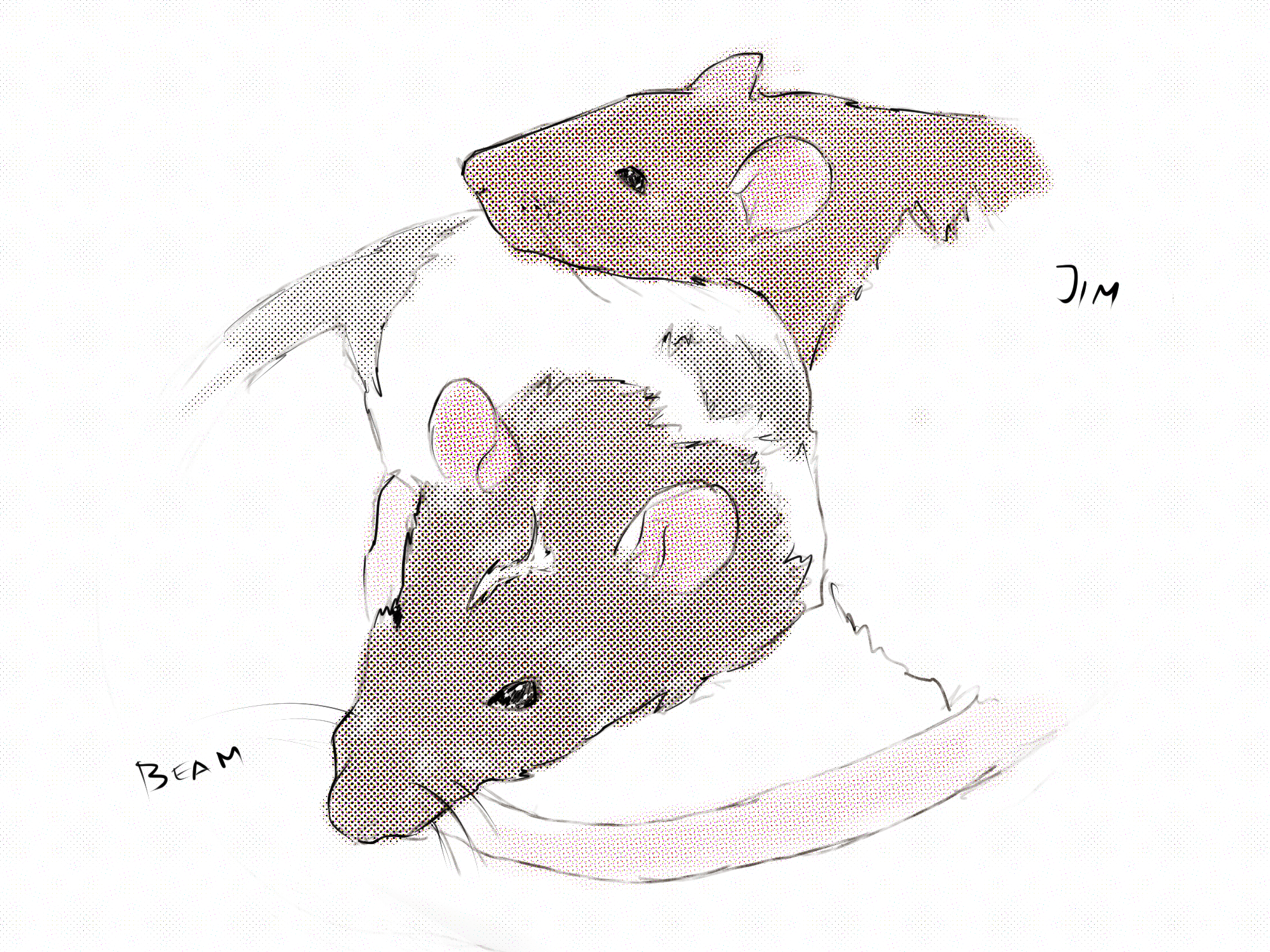 Drawing by Viktoriia Shcherbak of our two rats, Jim and Beam.