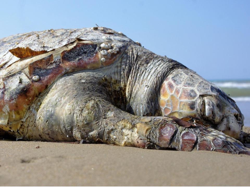 1100 Oscar Horta (5)