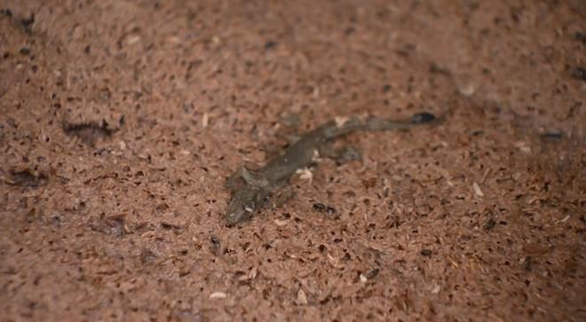 Horrified dirty shrimp paste