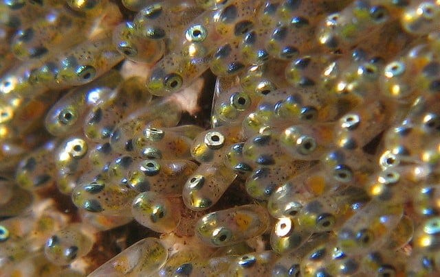 Something Fishy: Research Discovers Why Fish May Be Nearing Extinction