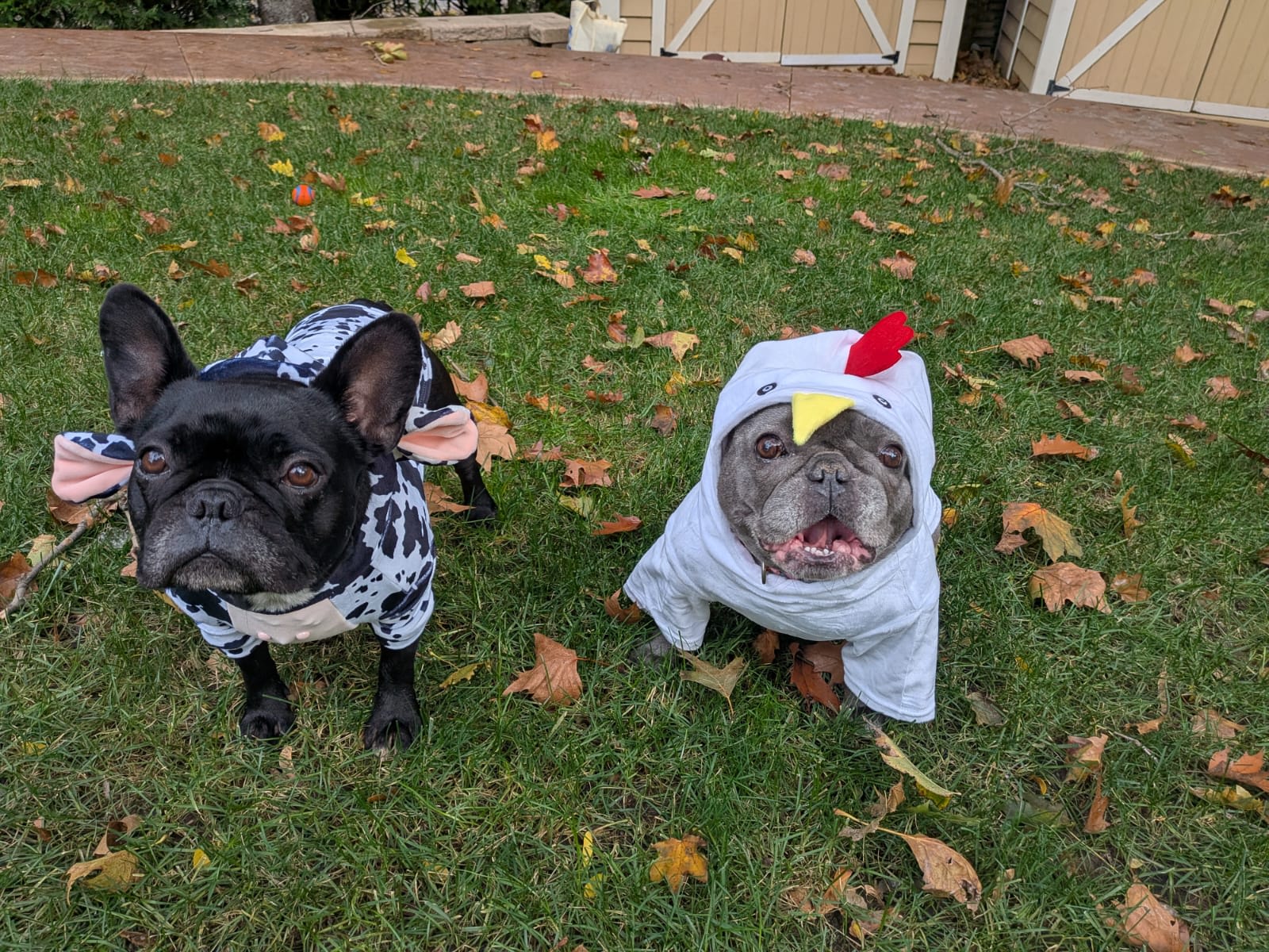 And I think pets can be fun too