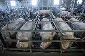 The worst horrors of factory farming could soon be phased out in Europe -  Vox