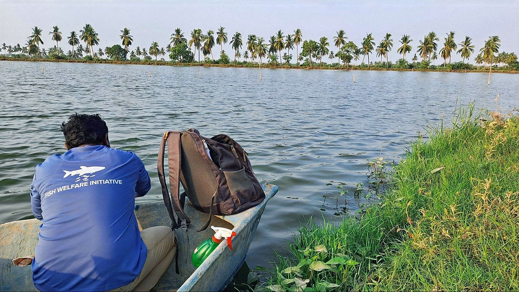FWI Staffer Ravi taking a sample at a farm in Eluru, Andhra Pradesh as part of our farm program. Cost-effectiveness in this program is still about half (10 fishes helped per dollar) of what we aim for it to be.