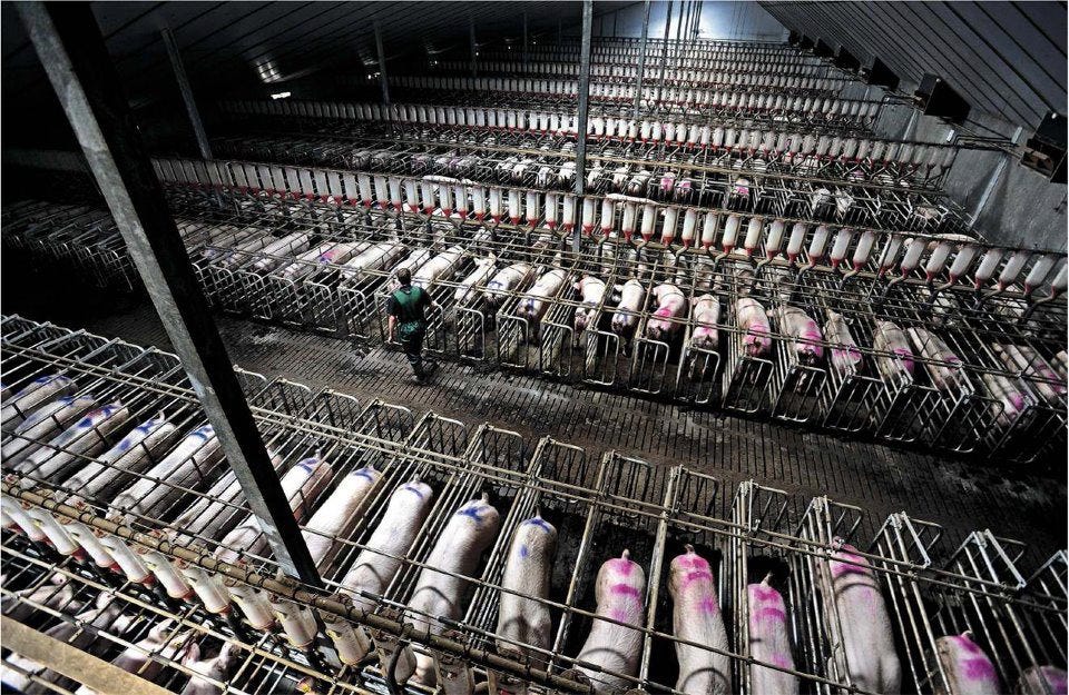 Why and how to use your career to end factory farming - 80,000 Hours