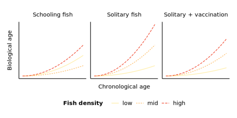 Three speculative line graphs, each with three lines, indicating the rate of biological age accumulation for fish under low-, medium- and high-density conditions in a hypothetical experiment. The leftmost plot shows hypothetical results for schooling fish and shows slowest accumulation in the mid-density condition, indicating a preference for moderate density for those fish. The middle plot shows results for solitary fish and shows the rate of accumulation increasing progressively with density, showing that these fish are negatively affected by any level of population density above the minimum. Finally, the rightmost plot shows results for solitary fish with vaccination, indicating that vaccination improves welfare at all density levels with an especially strong effect at higher densities. All results are speculative.