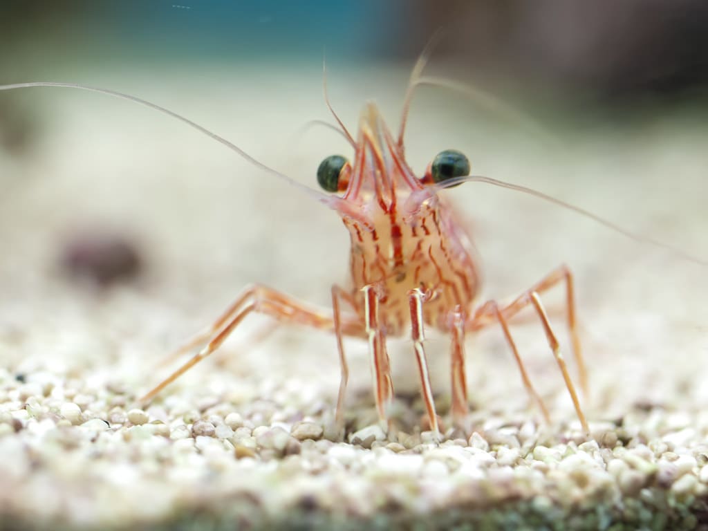 Shrimp | Pink shrimp in the Bugs experience at London Zoo PE… | Flickr