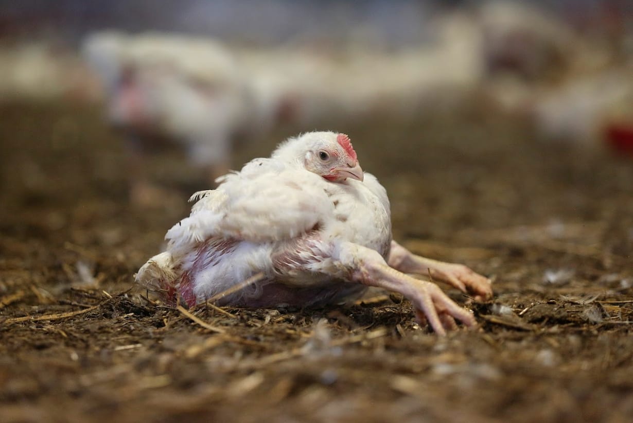 This Frankenchicken’s breast muscle is so large that he cannot walk, his own legs can’t support his weight.