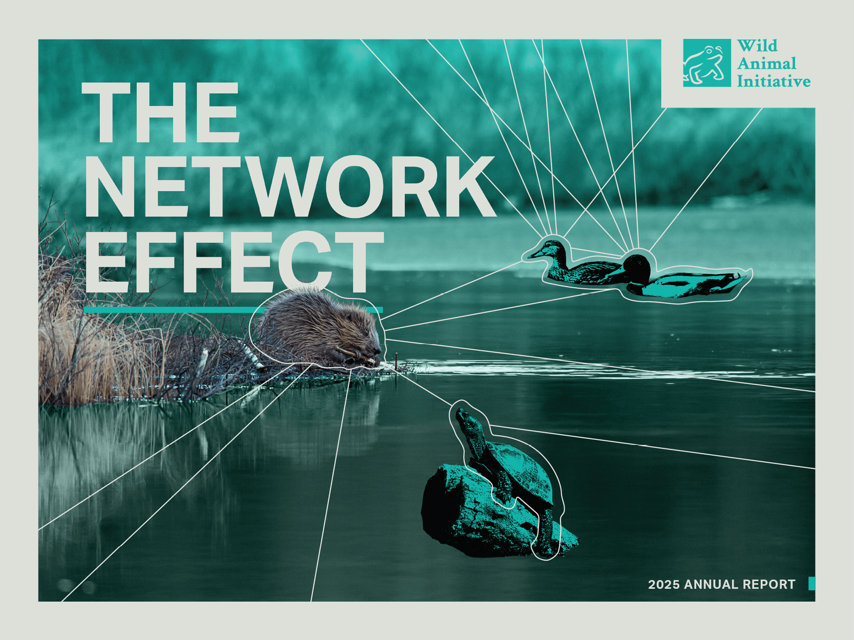 Cover image for Wild Animal Initiative's annual report, showing a beaver, turtle, and ducks.
