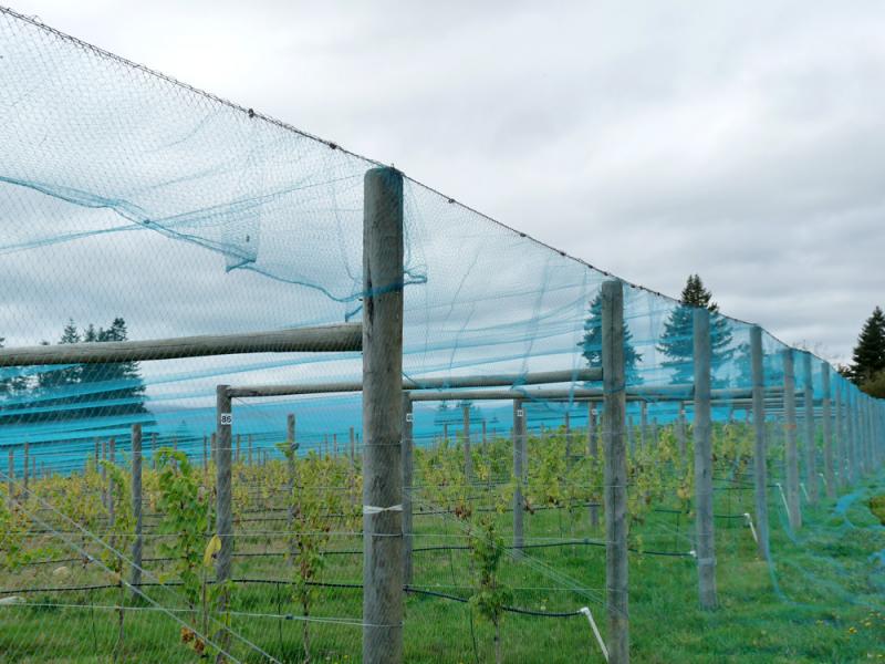 Overhead Crop Netting - Smart Net Systems - Industrial Netting Systems