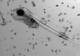 Hydrodynamic starvation in first-feeding larval fishes | PNAS