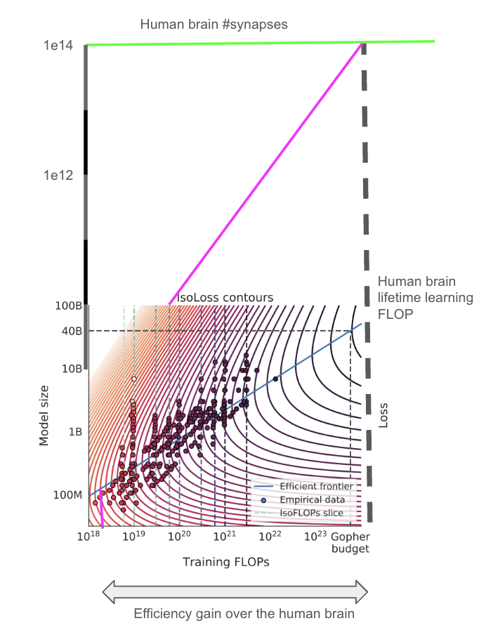 Chinchilla scaling diagram showing human brain severely undertrained with 1e14 synapses and 1e24 FLOP learning, positioned far from optimal efficiency frontier, suggesting 4+ OOM training efficiency gains possible