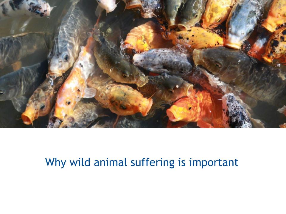 1100 Oscar Horta (2)