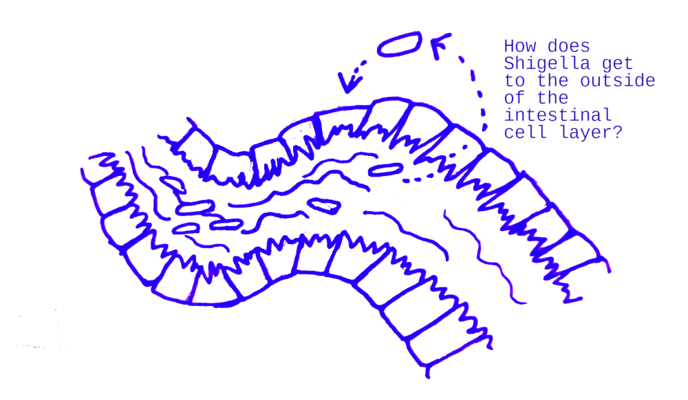 How does Shigella get to the outside of the intestinal cell layer?