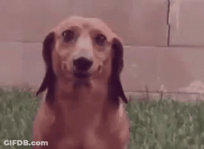 Cute Adorable Dog Dachshund Awkward Smile GIF