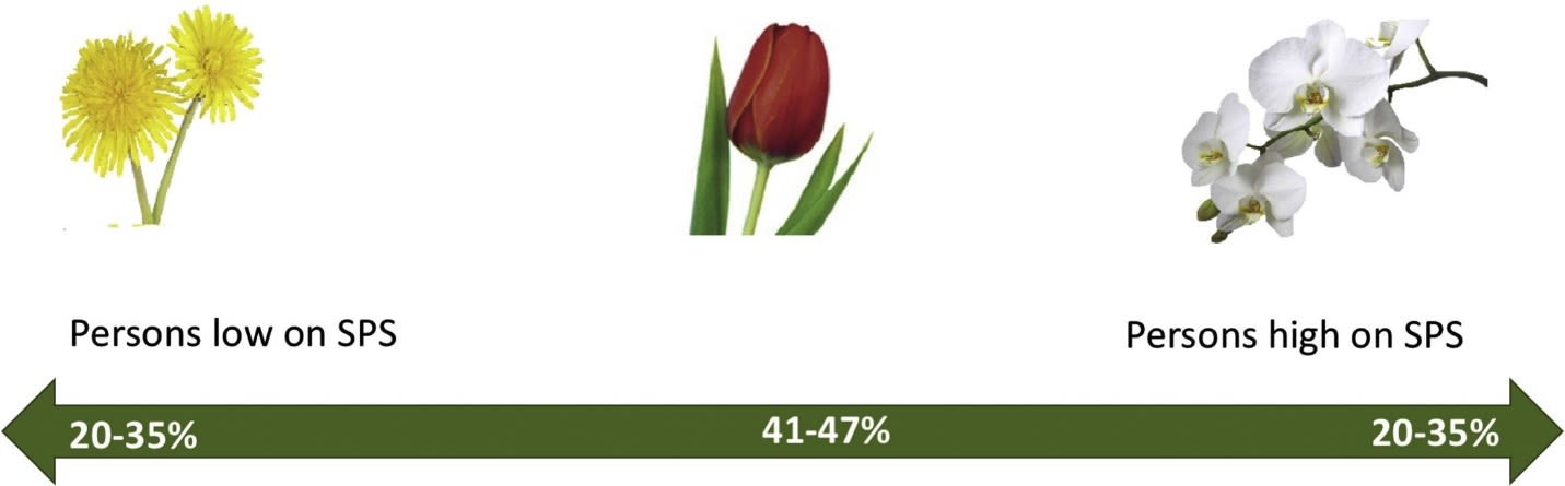 A red tulip with green leaves

Description automatically generated