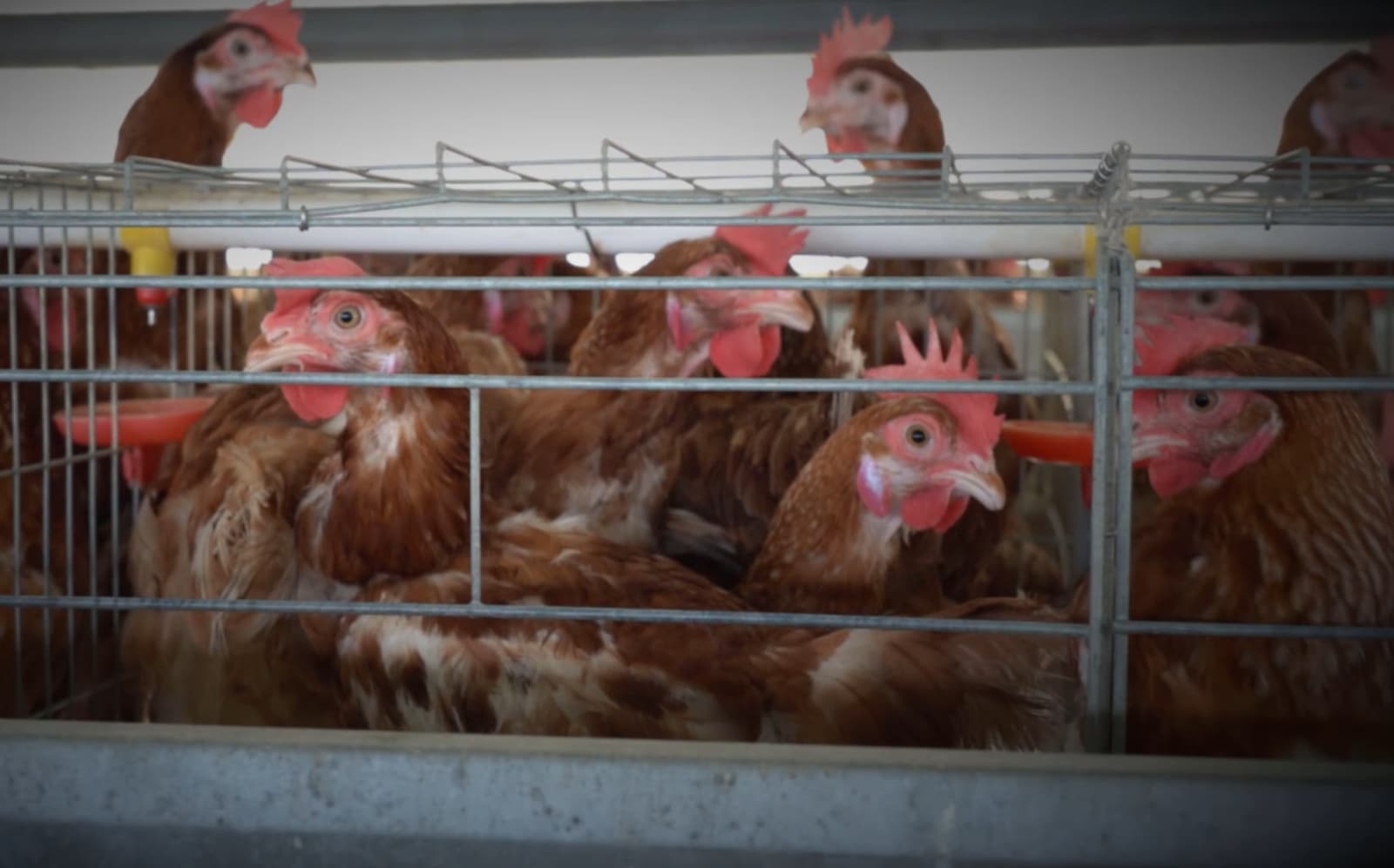 Egg-laying hens in battery cages