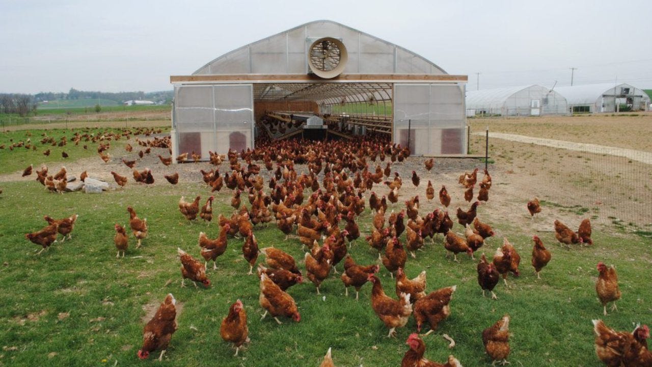 Pasture-raised," "cage-free," and the problems of scale
