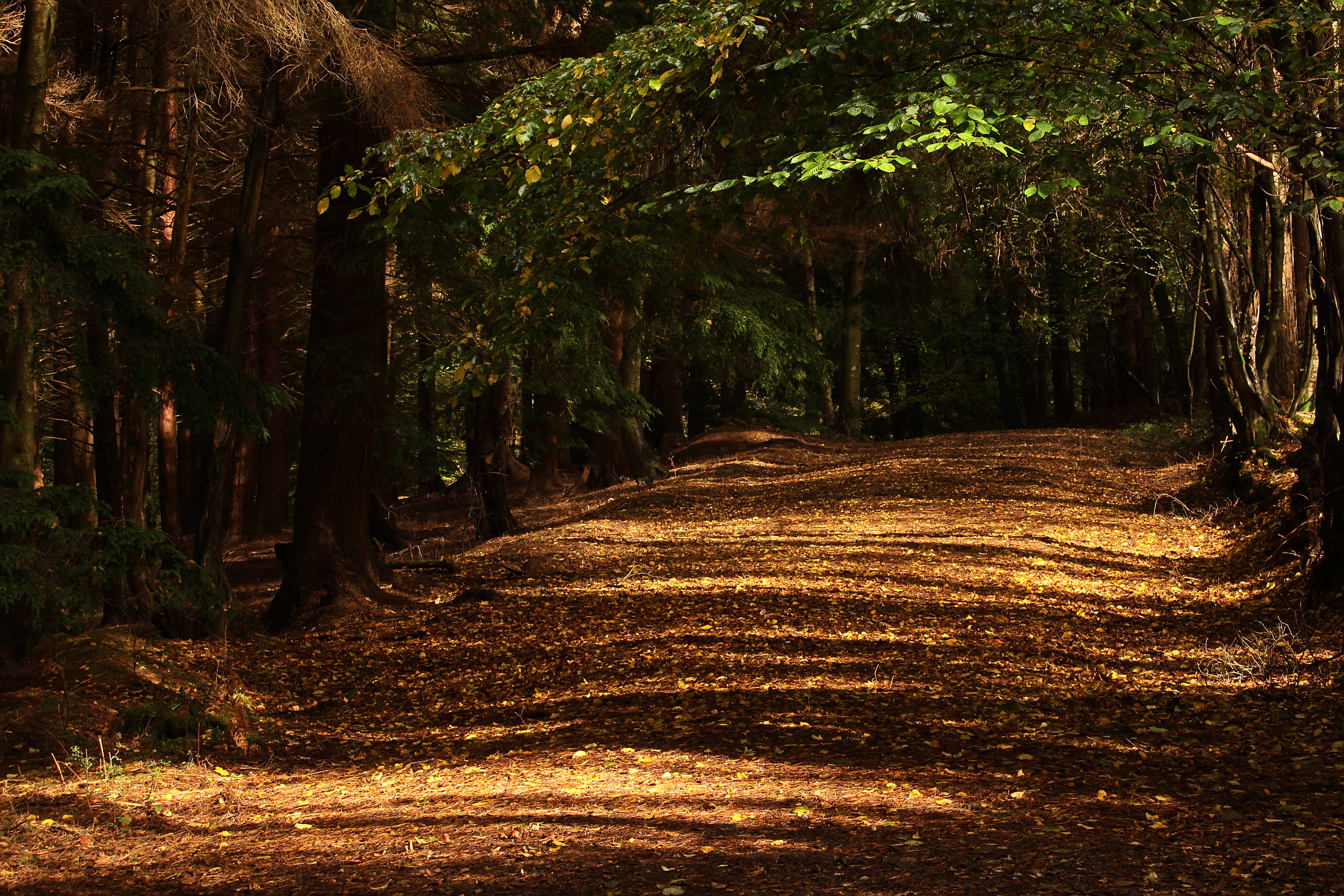 Ashdown Forest, East Sussex. (CC-BY-SA 4.0)