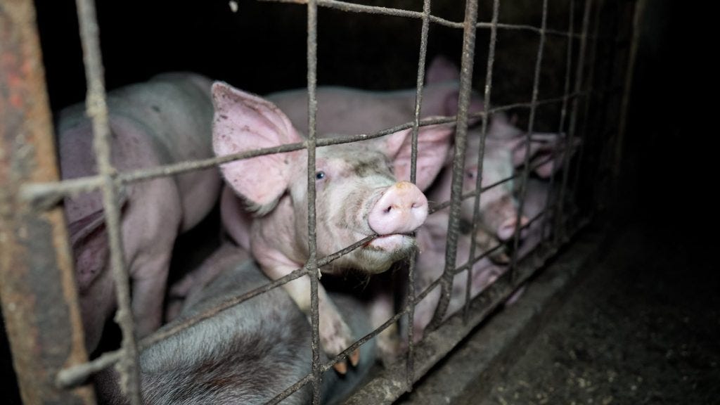 No pig should live like this | Animals Australia