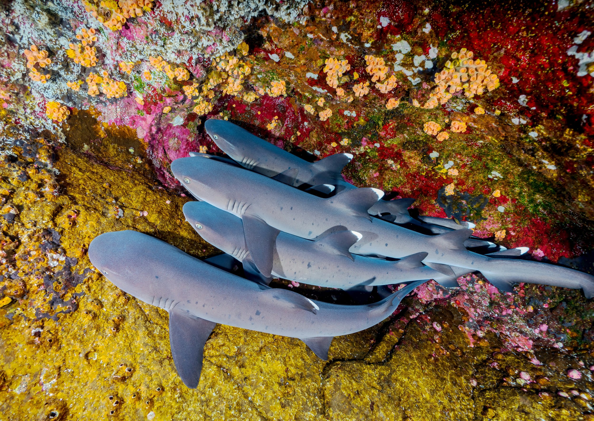 Four small sharks glide over a colorful coral reef.