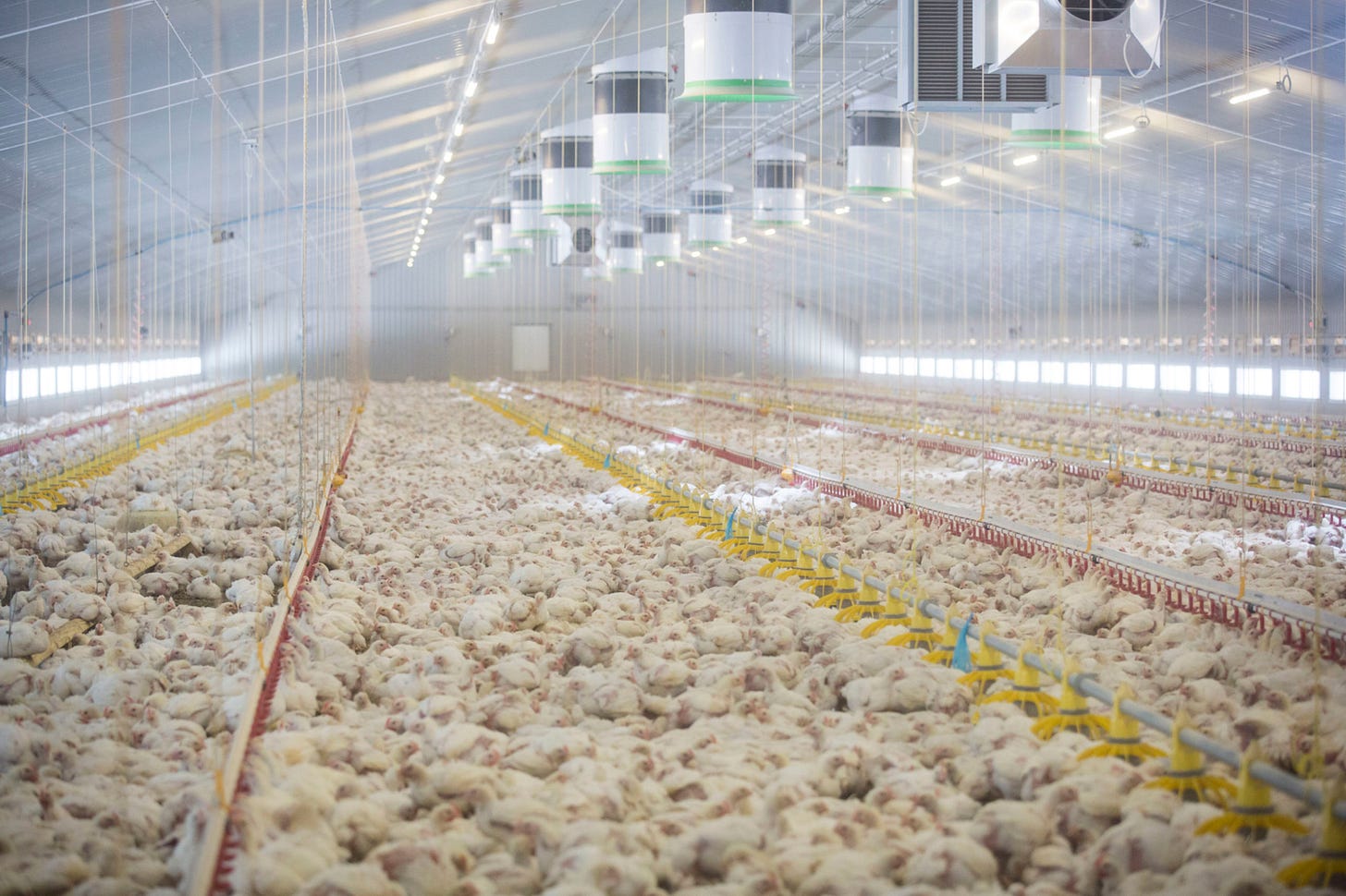 UK factory farm for chickens