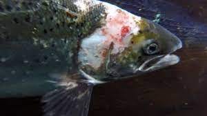 Death Crown at The Scottish Salmon Company in Loch Carron on Vimeo