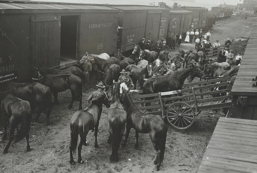 A shipment of horses at a New York City rail yard, 1918.