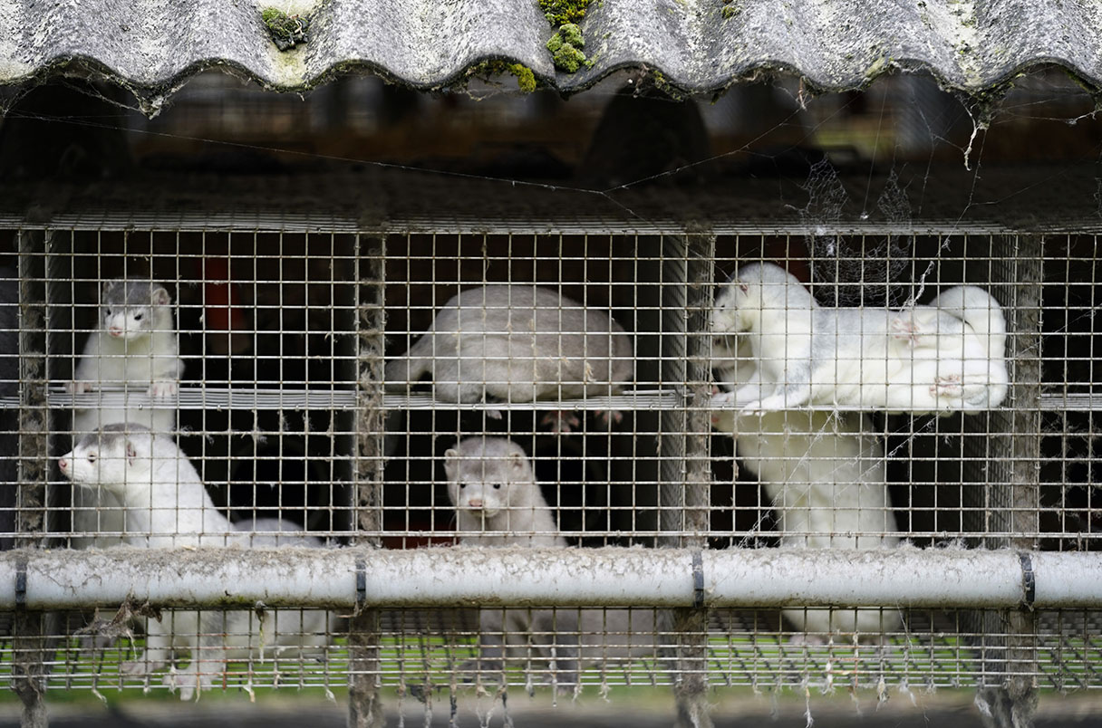 Mink in cages