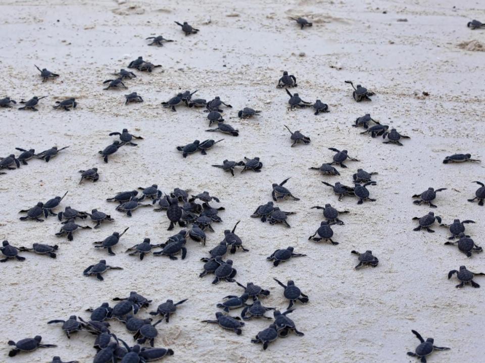 1100 Oscar Horta (9)