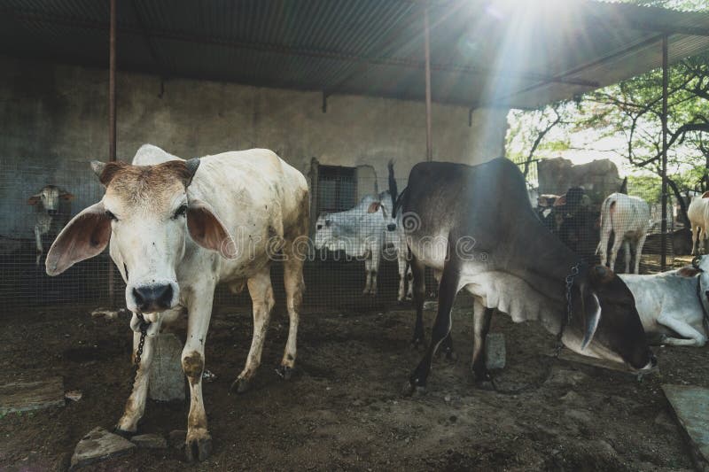 1,726 Cows Farm India Stock Photos - Free & Royalty-Free Stock Photos from  Dreamstime
